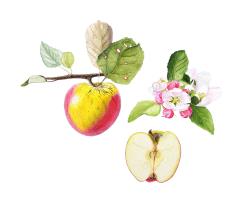 Malus domestica 'Melkappel'